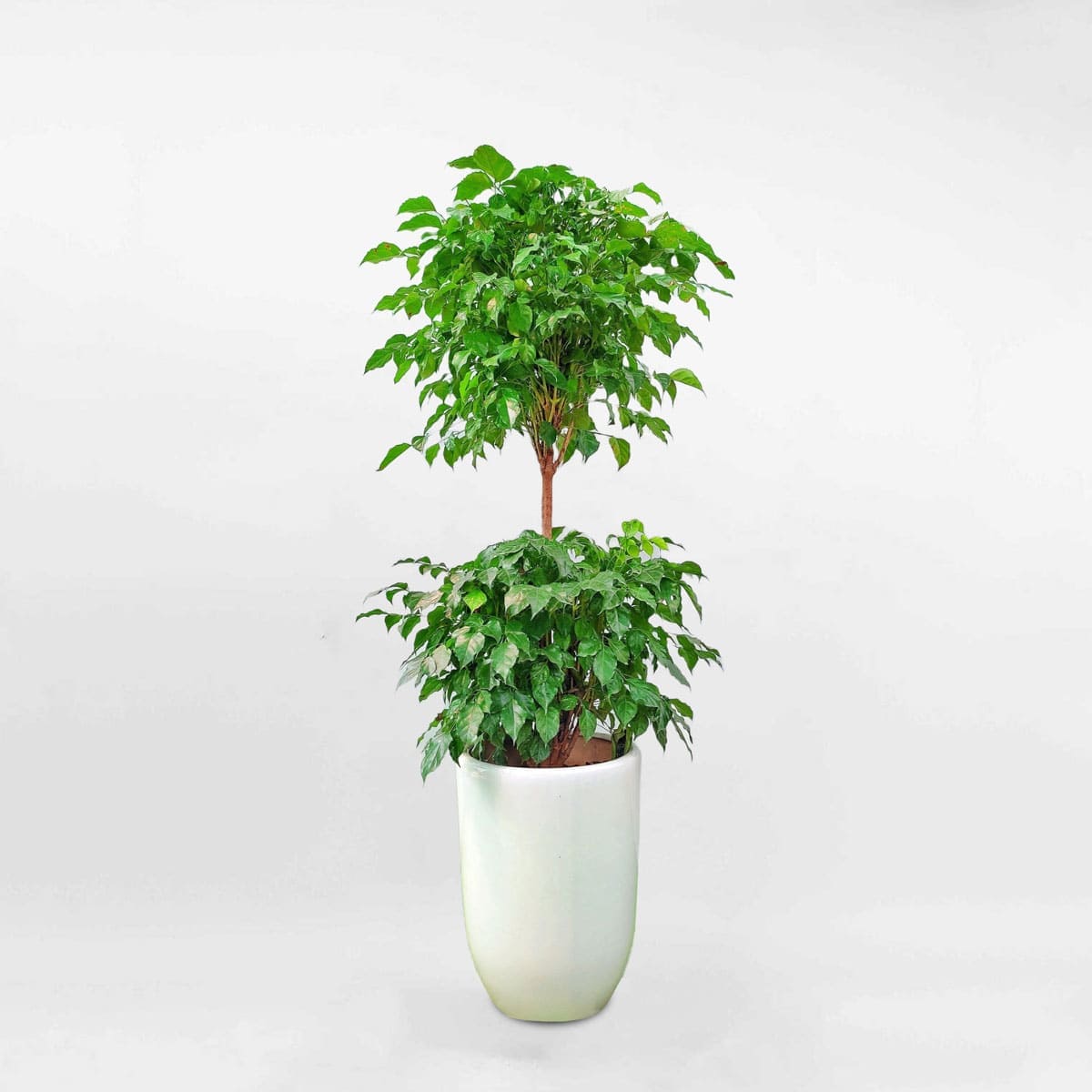Hạnh phúc 2 tầng lớn