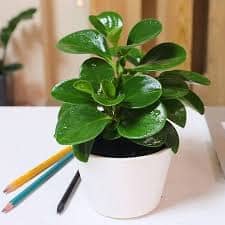 Cây trường sinh