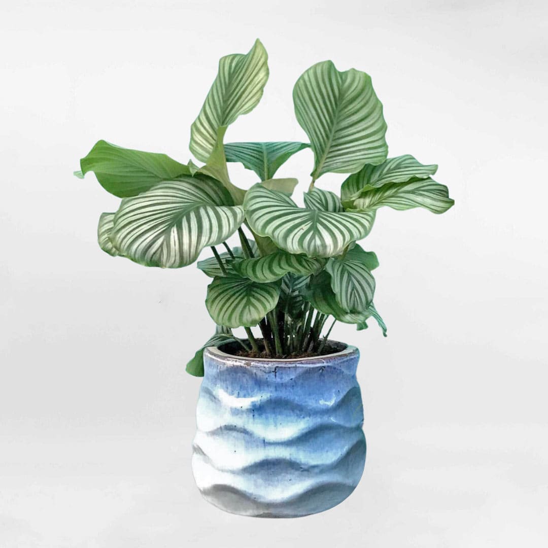 Cây đuôi công tạo xanh Calathea Orbifolia