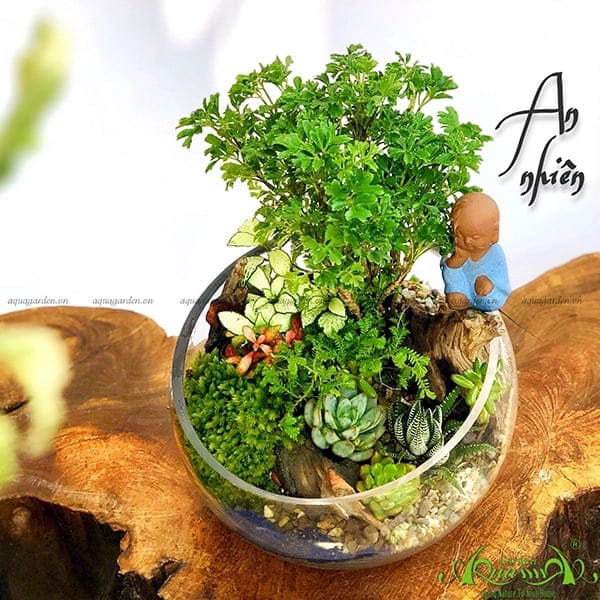 Terrarium 02 - An Nhiên