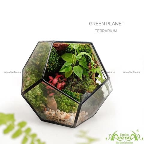 Terrarium 3 - Green Planet